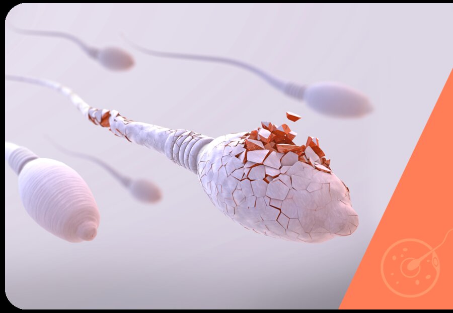 Fertilidade masculina